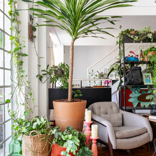 Planta de grande porte em vaso de barro natural compondo canto de leitura, parte da curadoria botânica da Casa Tamareira.